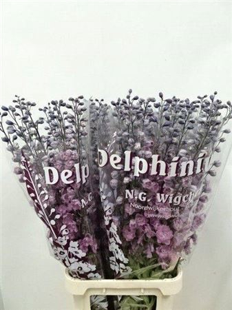 <h4>Delph Du Dewi Melody Dark P</h4>