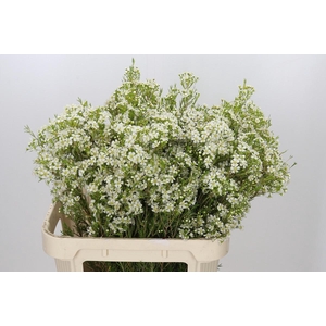 Chamelaucium Ofir