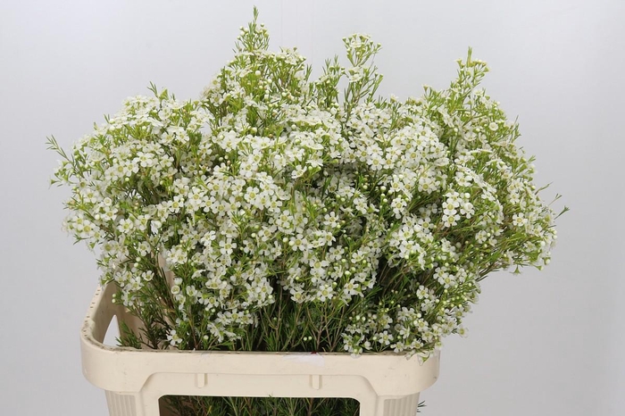 <h4>Chamelaucium Ofir</h4>