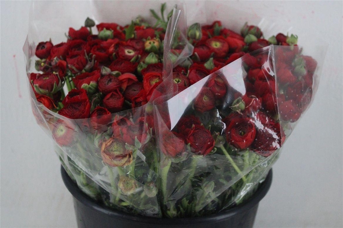 <h4>Ran Elegance Red</h4>