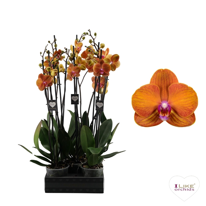 <h4>Phalaenopsis  'Ant Bologna'</h4>