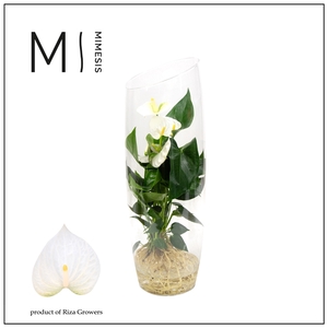 Mimesis Anthurium KARMA White - Aqua di Karma Sky 50cm