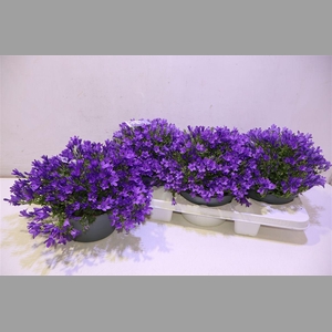 Camp Por Ambe Purple