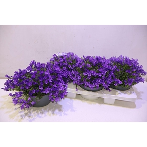 arr8 Camp Por Ambe Purple