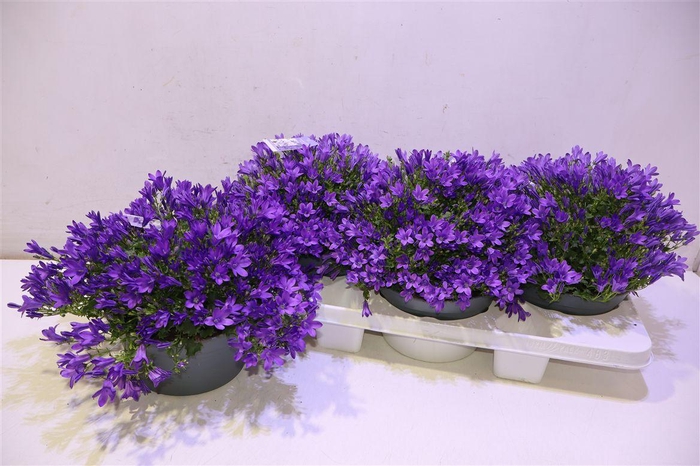 <h4>arr8 Camp Por Ambe Purple</h4>