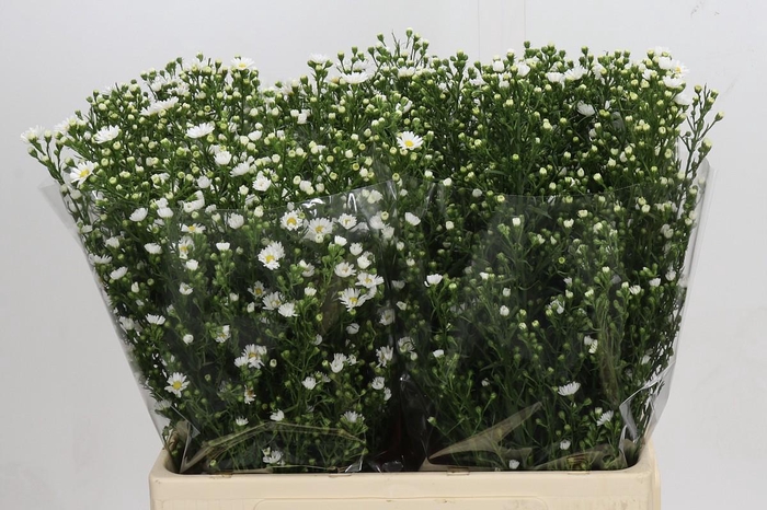 <h4>Aster Paquita</h4>