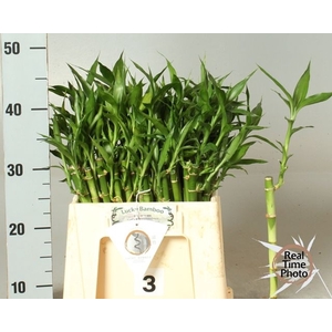 DRAC S LUCKY BAMBOO