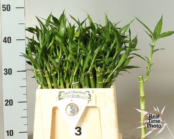 <h4>DRAC S LUCKY BAMBOO</h4>