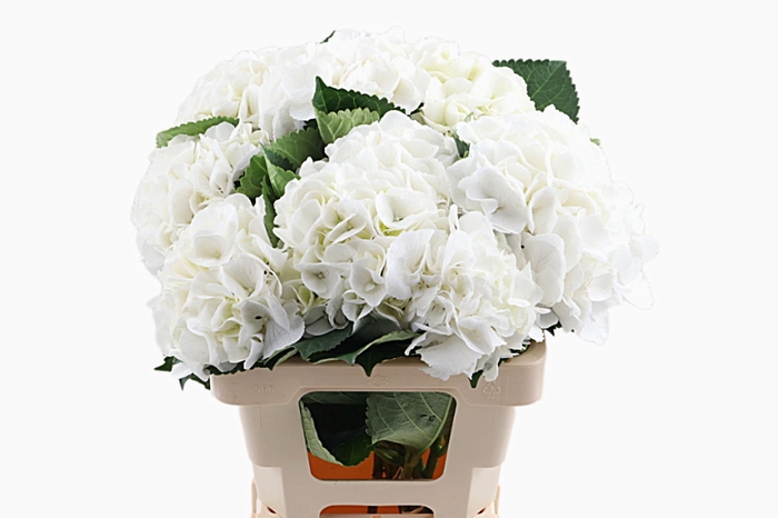 <h4>Hydr Schneeball 40 cm Vicini</h4>