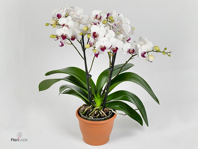 Phalaenopsis multi. 'FC Safe Haven'