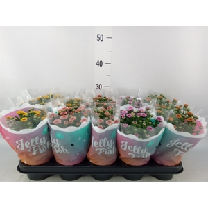 Chrysanthemum  'Jellyfish'   ...mix