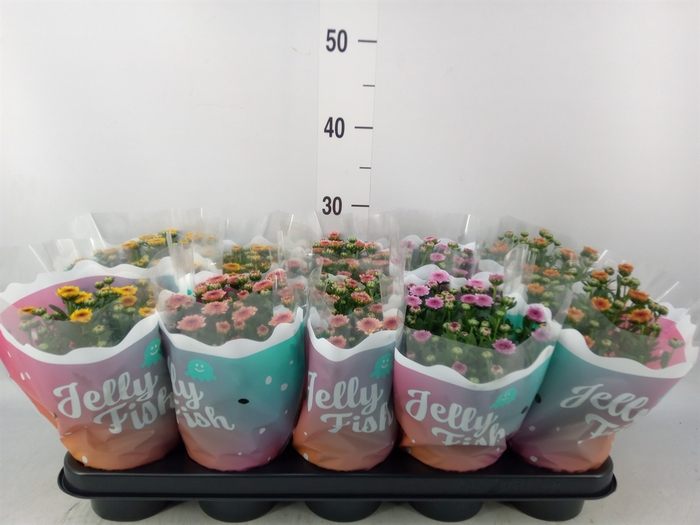 <h4>Chrysanthemum  'Jellyfish'   ...mix</h4>