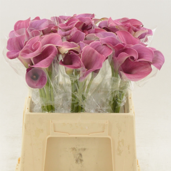 <h4>Calla Romance</h4>