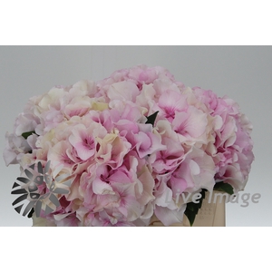 Hydrangea royal grandeur