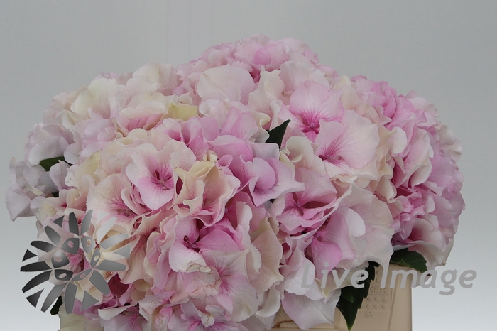 <h4>Hydrangea royal grandeur</h4>