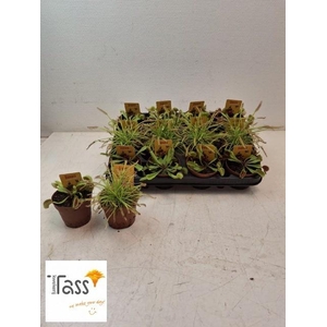 DIONAEA MUSCIPULA