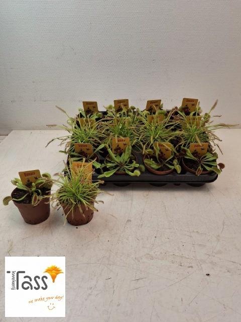 <h4>DIONAEA MUSCIPULA</h4>