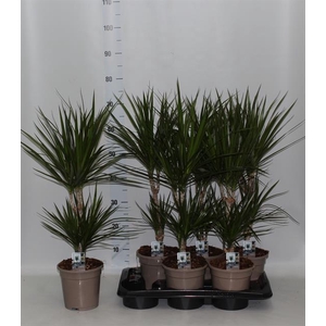 DRA MARGINATA