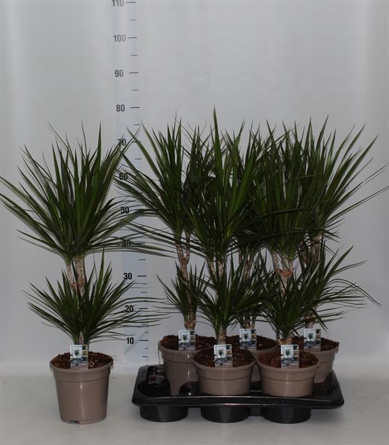 DRA MARGINATA
