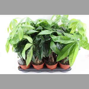 arr3 CP - Pachira Aquatica 408/8