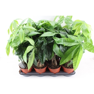 arr3 CP - Pachira Aquatica 408/8