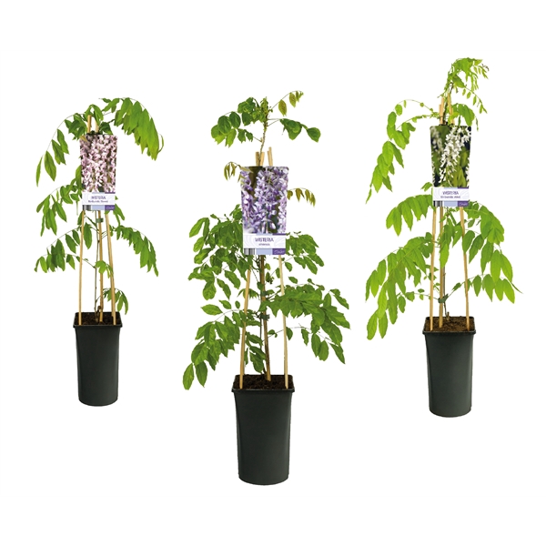 <h4>Mixshelf Wisteria +light label</h4>