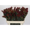Leucadendron Blush Spray