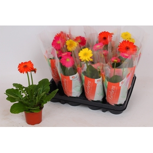 Gerbera Colourgame basic line (27-30cm)