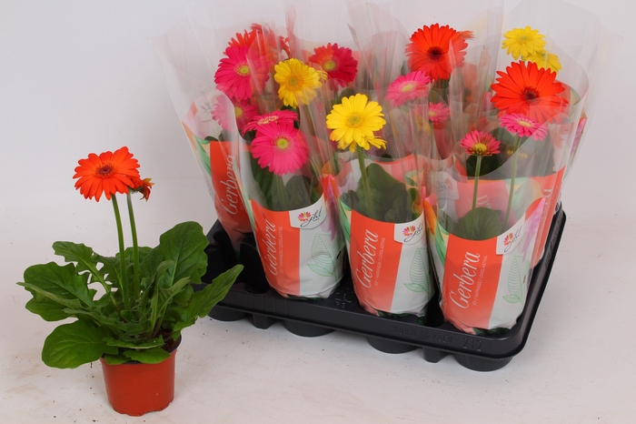 <h4>Gerbera Colourgame basic line (27-30cm)</h4>