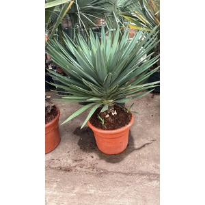 YUCCA GLORIOSA