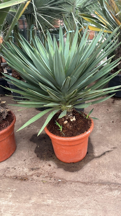 <h4>YUCCA GLORIOSA</h4>