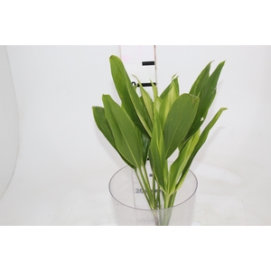 FOLHAGEM DRACENA ALBA