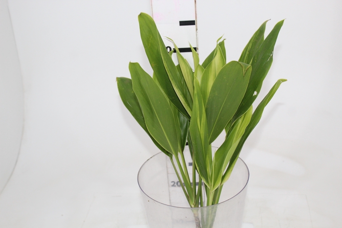<h4>FOLHAGEM DRACENA ALBA</h4>