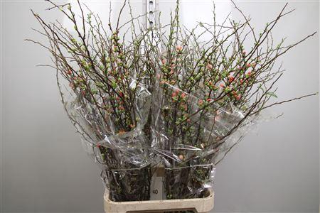 <h4>Chaenomeles Superba</h4>