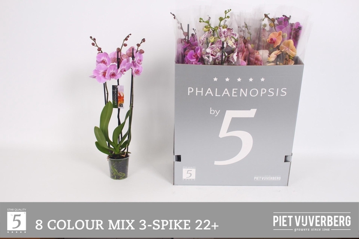 <h4>PHAL GEM 8 KL</h4>