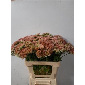 Sedum Spectabile