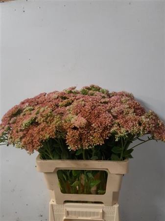 Sedum Spectabile