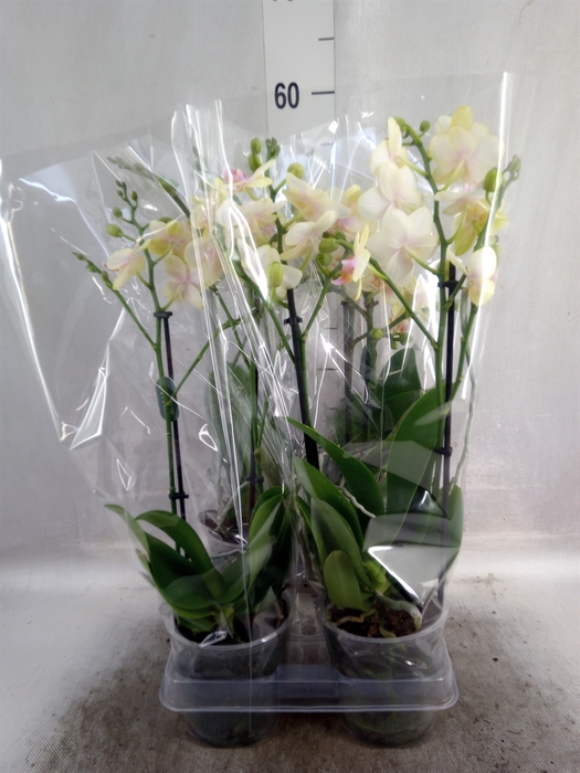 <h4>Phalaenopsis  'San Juan'</h4>