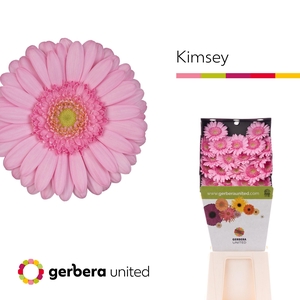 Germini Kimsey Diamond