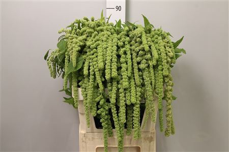 <h4>Amaranthus caud. 'Cycloop'</h4>