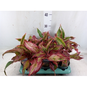 Aglaonema   ...