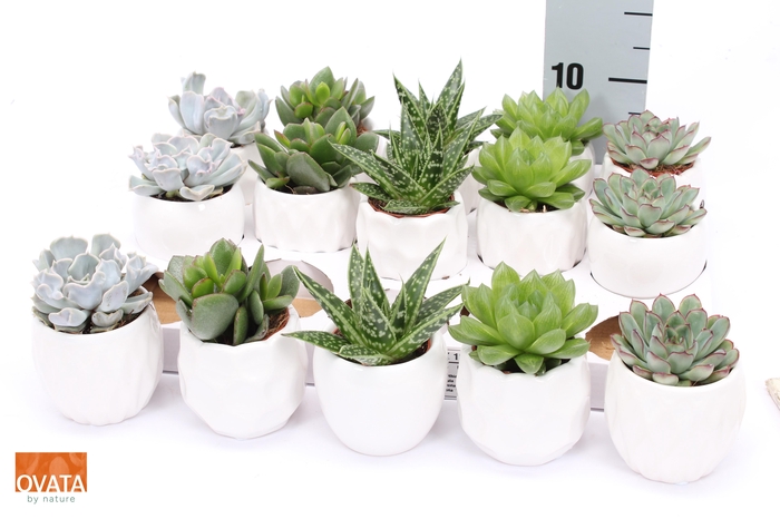 <h4>SUCC GEM 5 SRT</h4>