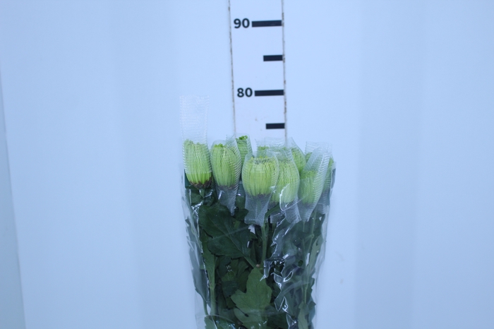 ANASTASIA DARK GREEN 080 CM VERDE