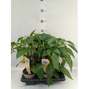 Capsicum annuum   ...paprika