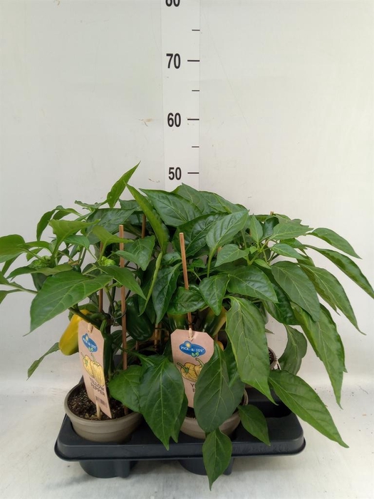 <h4>Capsicum annuum   ...paprika</h4>