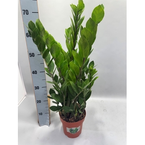 Zamioculcas zamiifolia