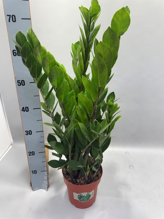 <h4>Zamioculcas zamiifolia</h4>