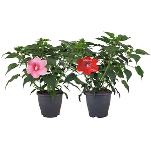 Hibiscus Extreme Mix p23