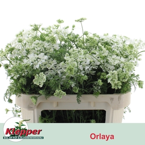 ORLAYA G WH FINCH BS