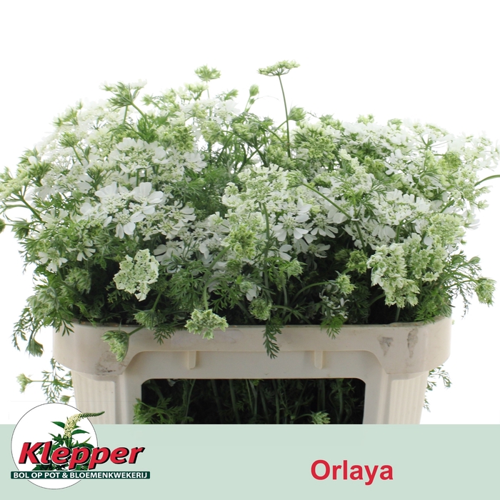 <h4>ORLAYA G WH FINCH BS</h4>